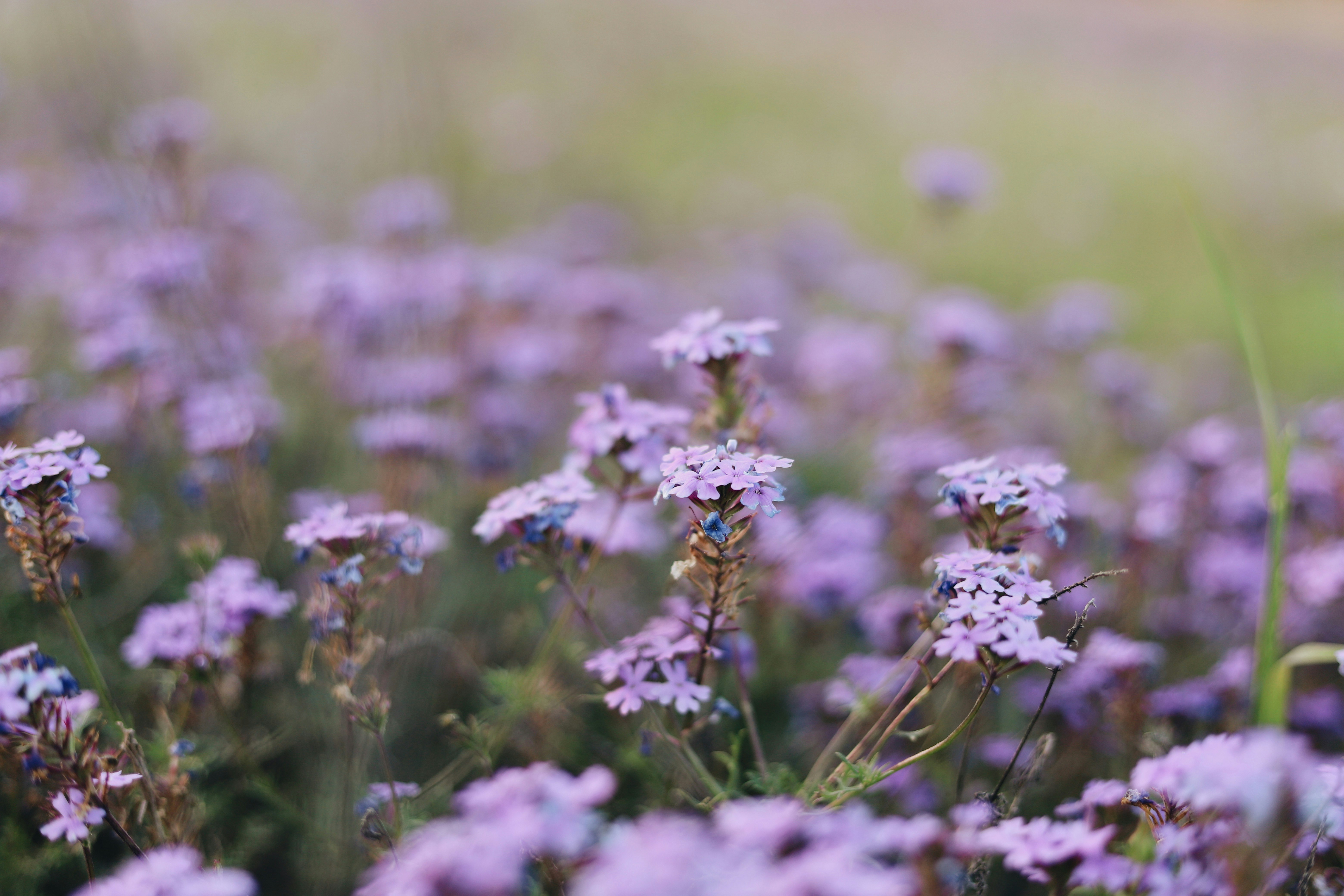 purple-petaled flowers